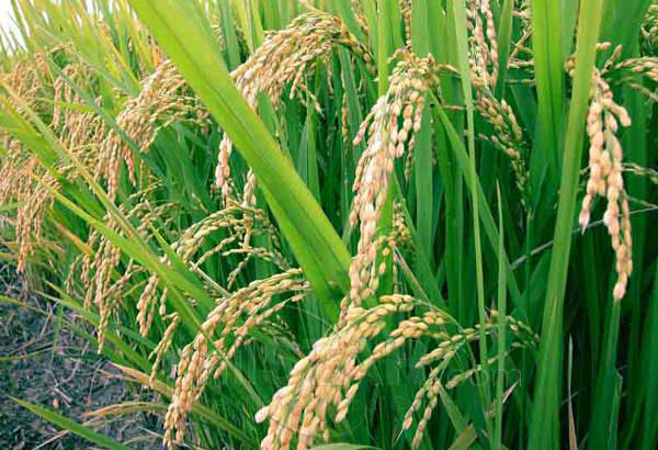 Alamat Ng Palay (English Version)