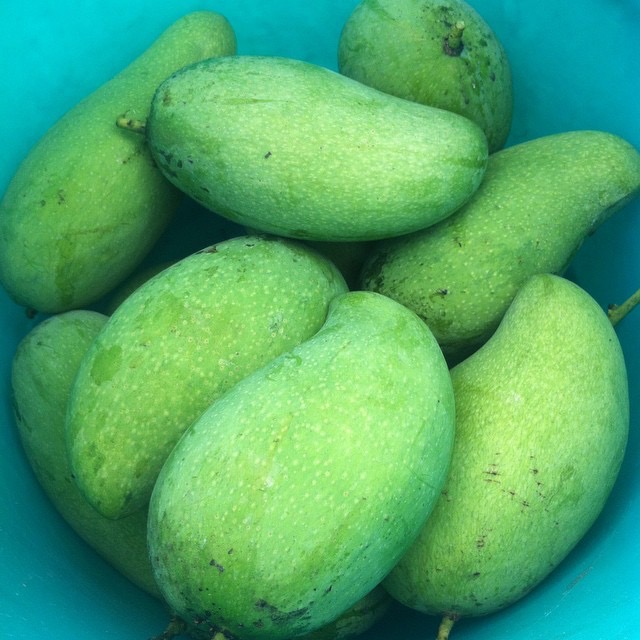 Alamat Ng Mangga (Buod)